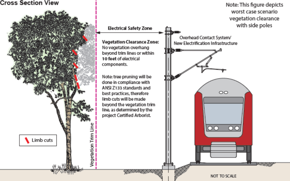 tree pruning graphic