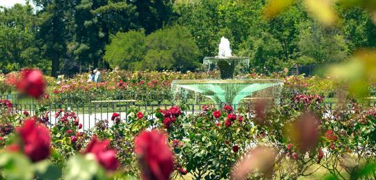 Rose Garden San Jose Inside Inspirations 3 rose-garden-san-jose-inside-inspirations-3